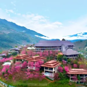 Garrya Mù Cang Chải