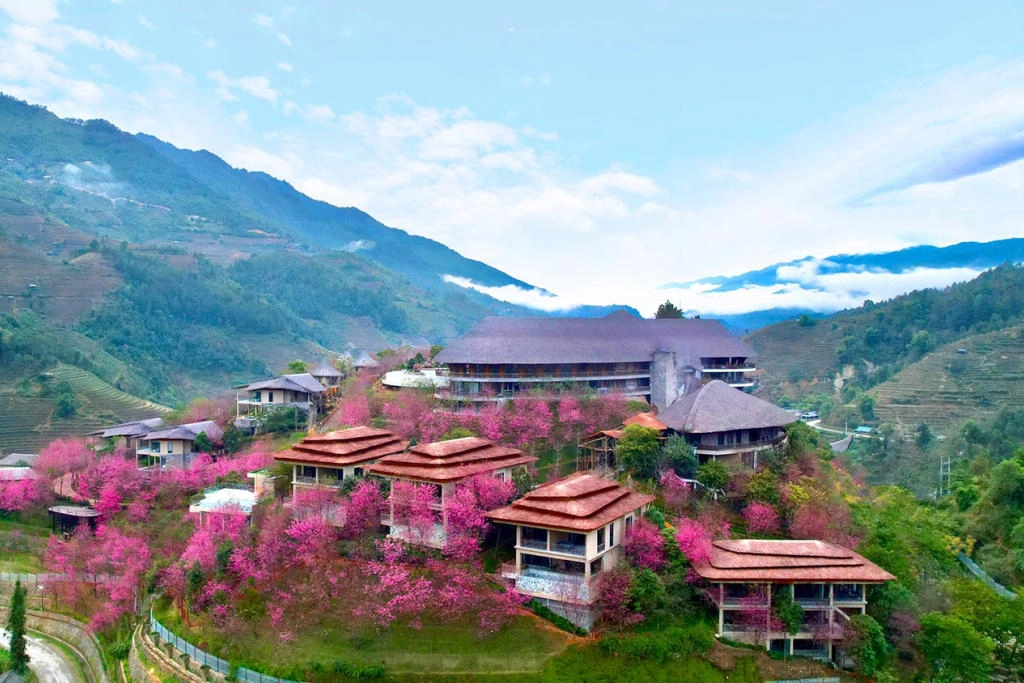 Garrya Mù Cang Chải