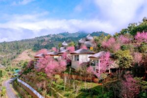 garrya mu cang chai yen bai 1