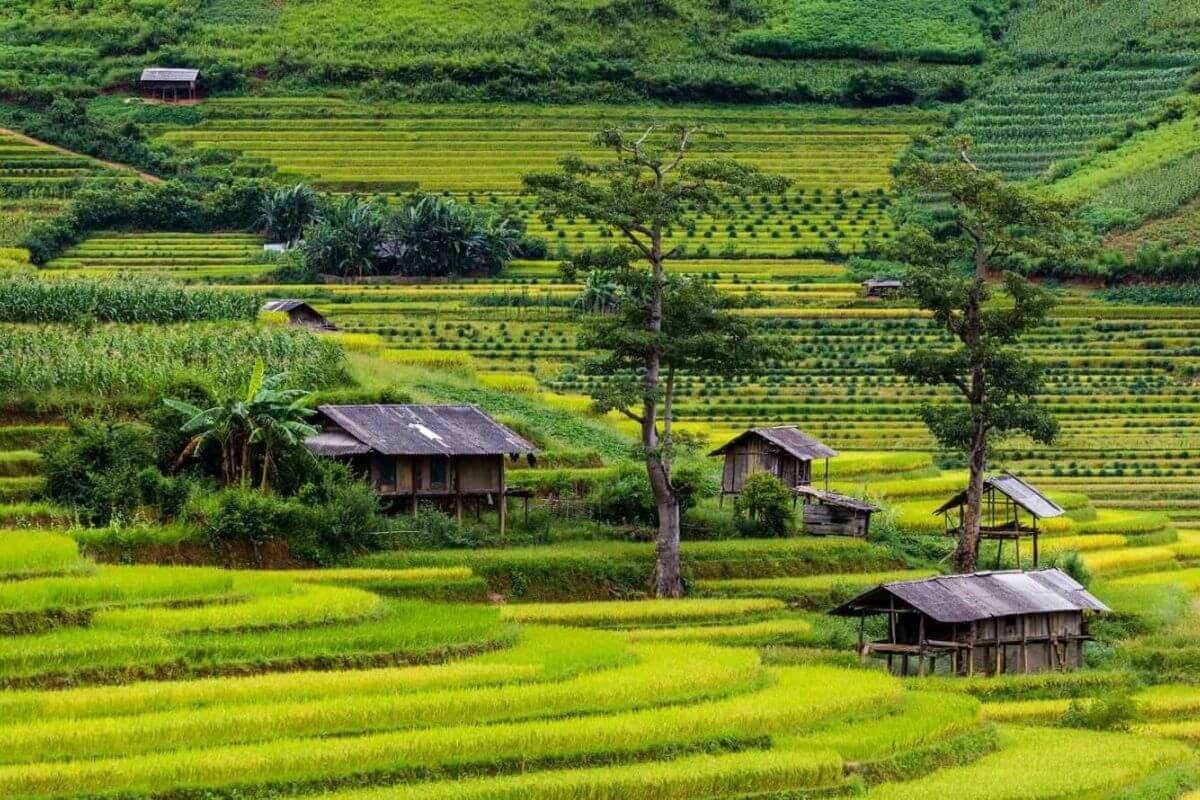 ban lim mong 1