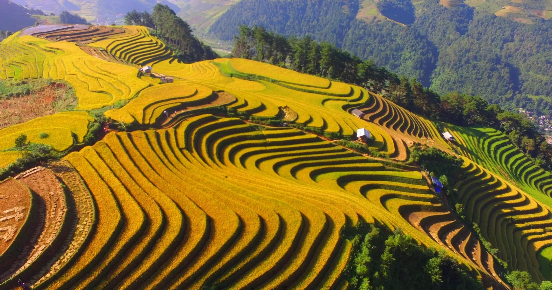 mucangchai