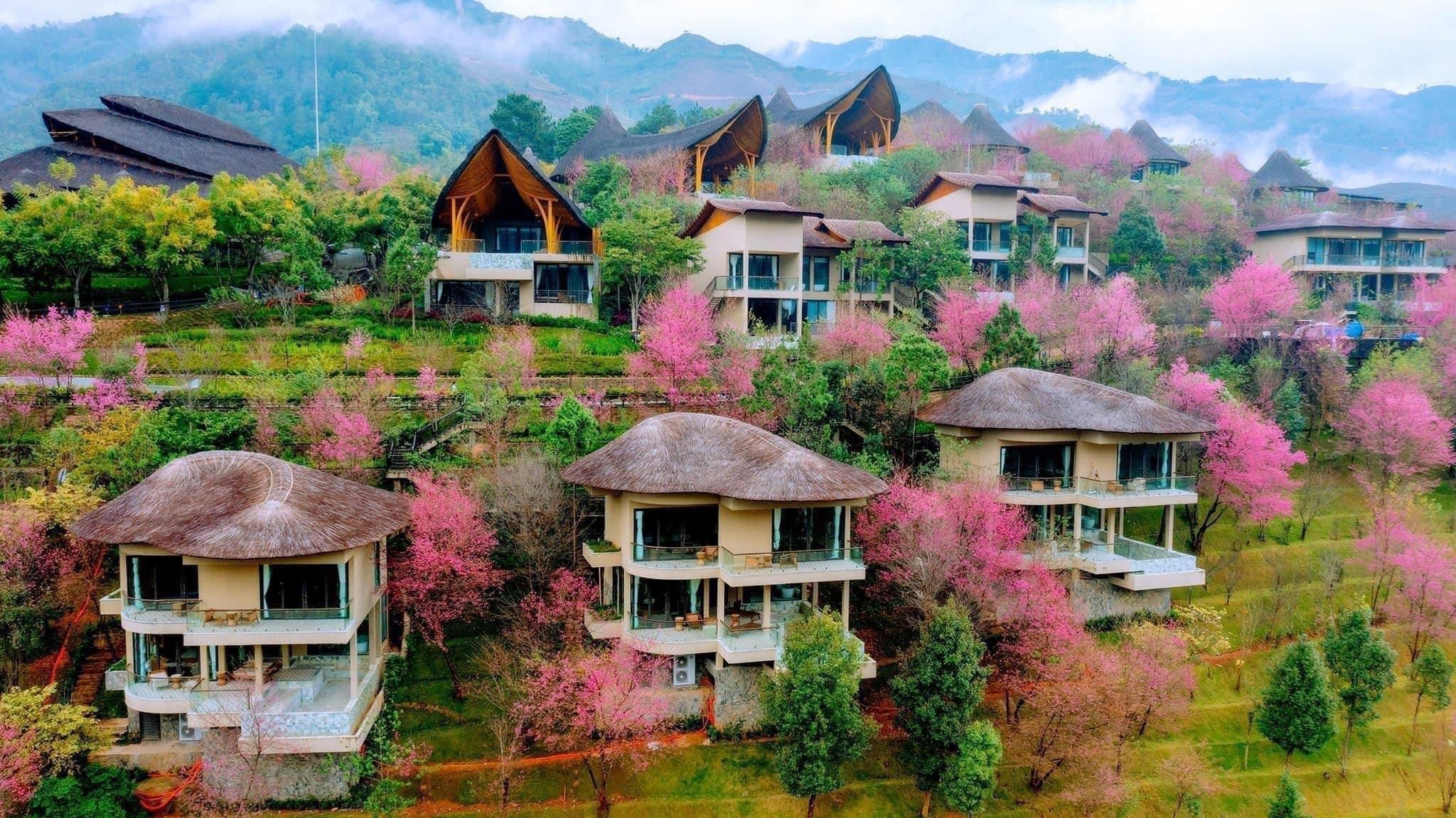 Garrya Mu Cang Chai ivivu 2