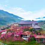 garrya-mu-cang-chai
