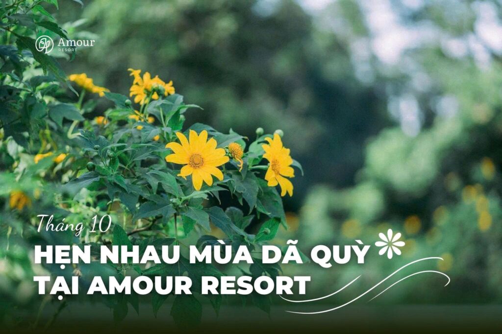 Amour Ba Vì mùa dã quỳ: Lịch trình kết hợp ngắm hoa và nghỉ dưỡng trọn vẹn